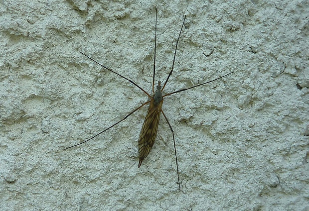 tipuľa Tipula nubeculosa