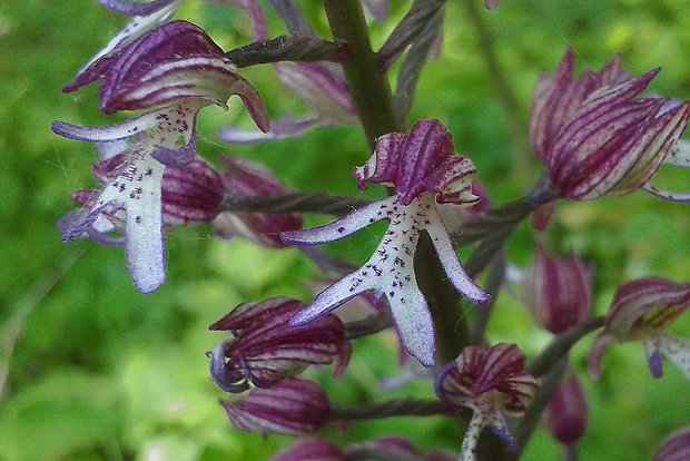 vstavač zvrhlý ? Orchis × hybrida (Lindl.) Boenn. ex Rchb.
