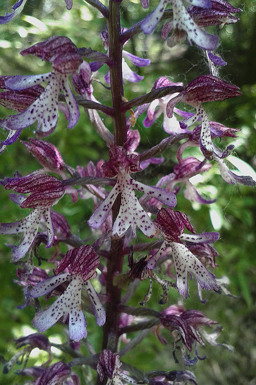 vstavač zvrhlý Orchis × hybrida (Lindl.) Boenn. ex Rchb.