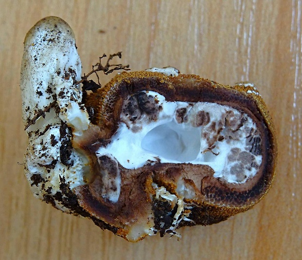 žezlovka Rouxova Tolypocladium rouxii (Cand.) C.A. Quandt, Kepler & Spatafora