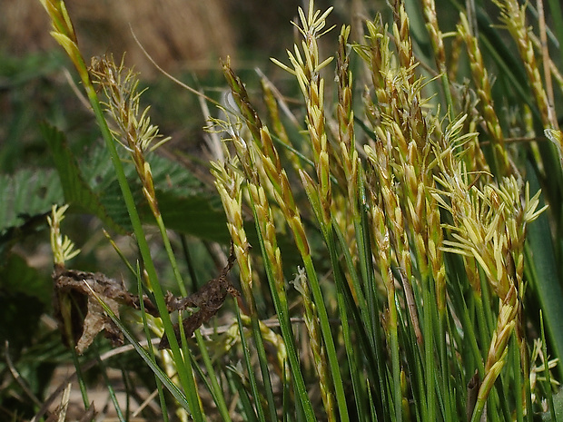 ostrica davallova Carex davalliana Sm.