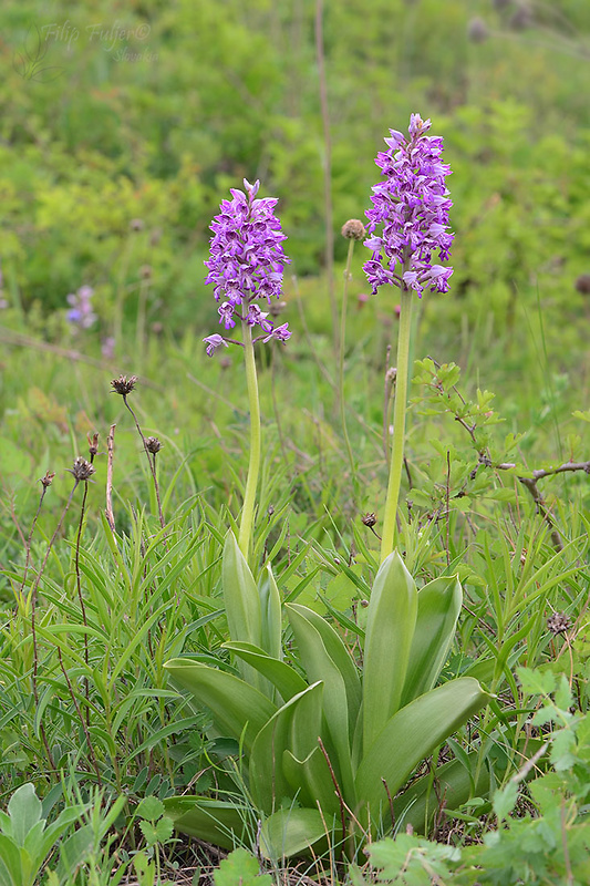 vstavač vojenský Orchis militaris L.