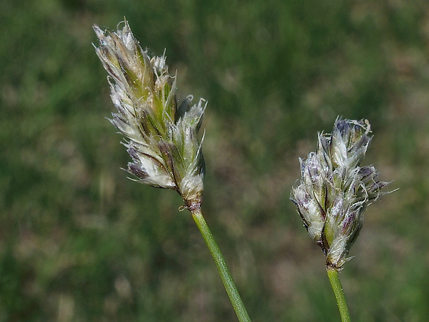 ostrevka karpatská Sesleria caerulea (L.) Ard.
