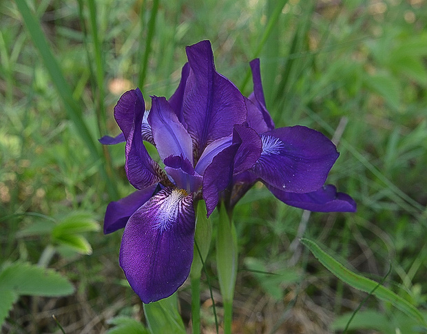 kosatec bezlistý uhorský Iris aphylla subsp. hungarica (Waldst. et Kit.) Hegi