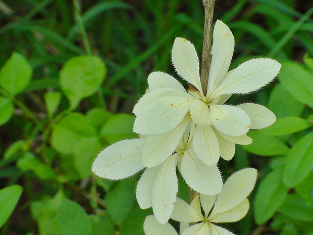 dráč obyčajný Berberis vulgaris L.