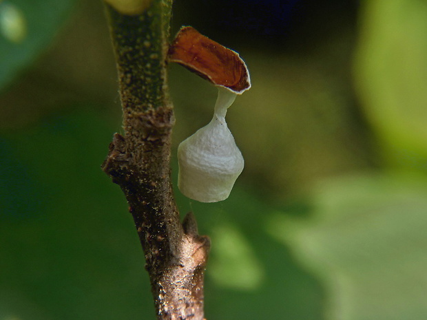 zápředka zvonečková, kokon Agroeca brunea