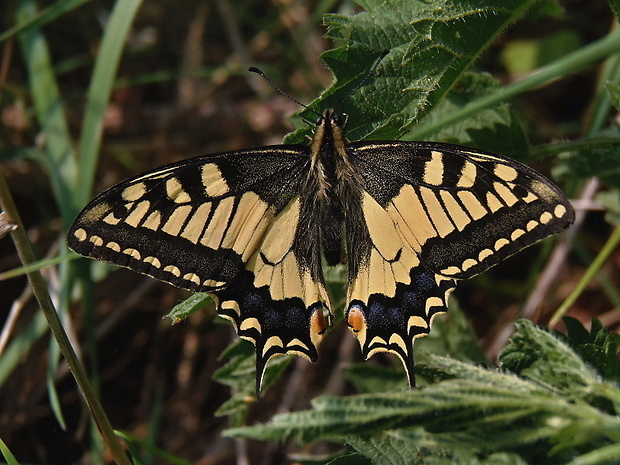 vidlochvost feniklový   /   otakárek fenyklový Papilio machaon  Linnaeus, 1758