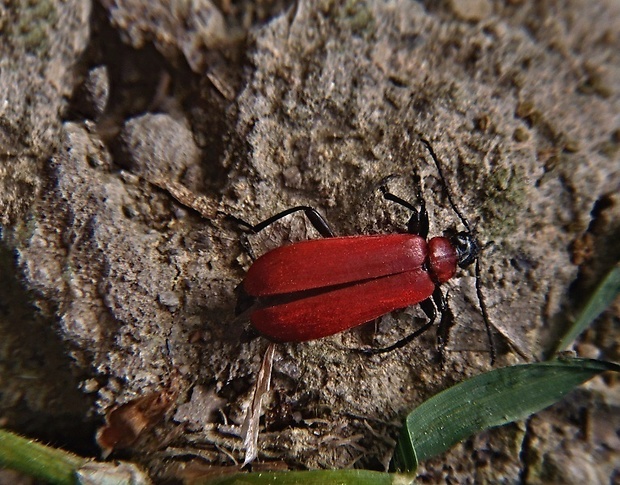 červenáčik ohnivý   /   červenáček ohnivý Pyrochroa coccinea Linnaeus, 1761