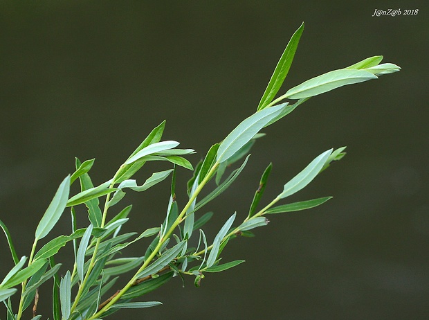 vŕba rozmarínolistá Salix rosmarinifolia L.