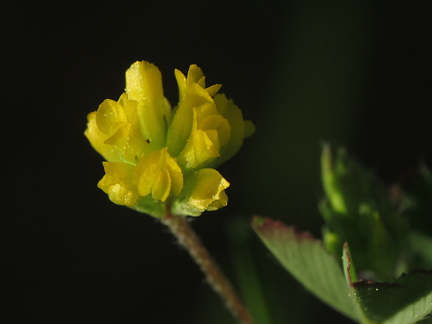 ďatelina pochybná Trifolium dubium Sibth.