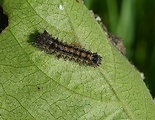 mníška veľkohlavá-nedospelá larva