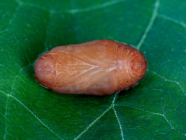 ostrôžkar dubový (sk) / ostruháček dubový (cz) Neozephyrus quercus Linnaeus, 1758