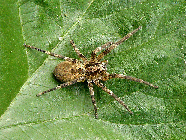 pavúk Zoropsis spinimana