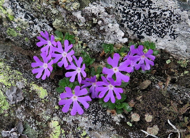prvosienka najmenšia Primula minima L.