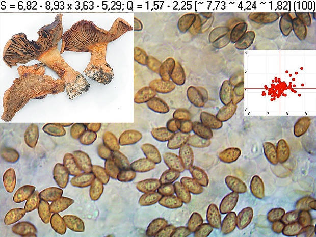 pavučinovec tmavočervený Cortinarius rubicundulus (Rea) A. Pearson