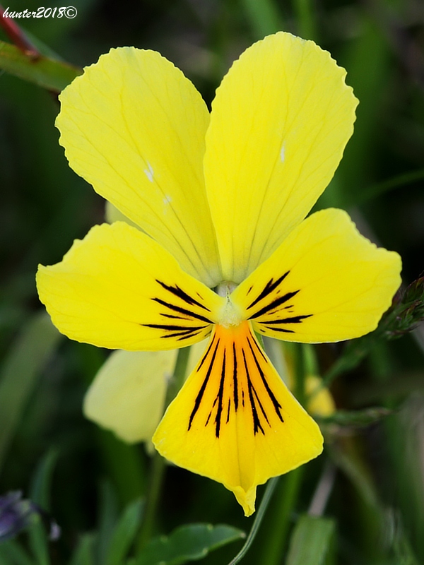 fialka žltá sudetská Viola lutea subsp. sudetica (Willd.) Nyman
