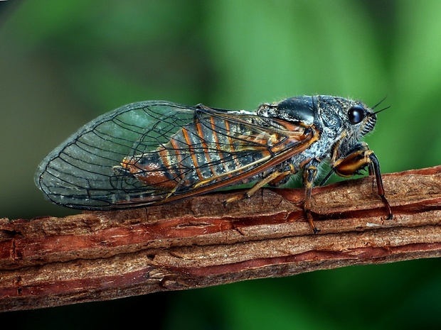 cikáda lužná (sk) / cikáda chlumní (cz) Cicadetta montana Scopoli, 1772