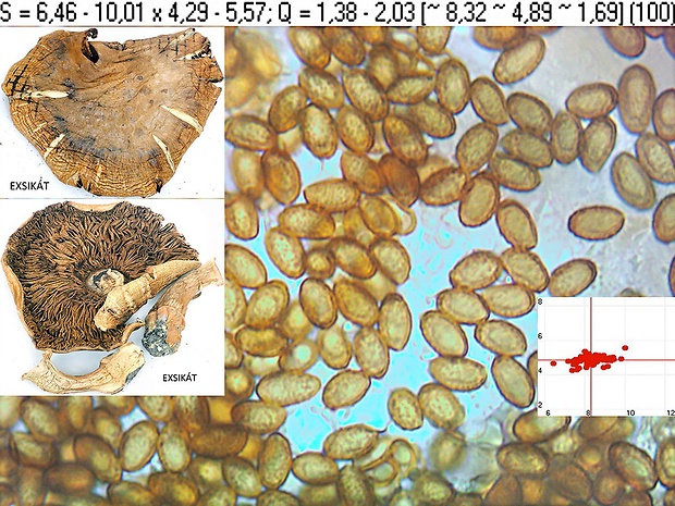 pavučinovec premenlivý nemodrý Cortinarius glaucopus var. acyaneus (M.M. Moser) Nezdojm. 1983