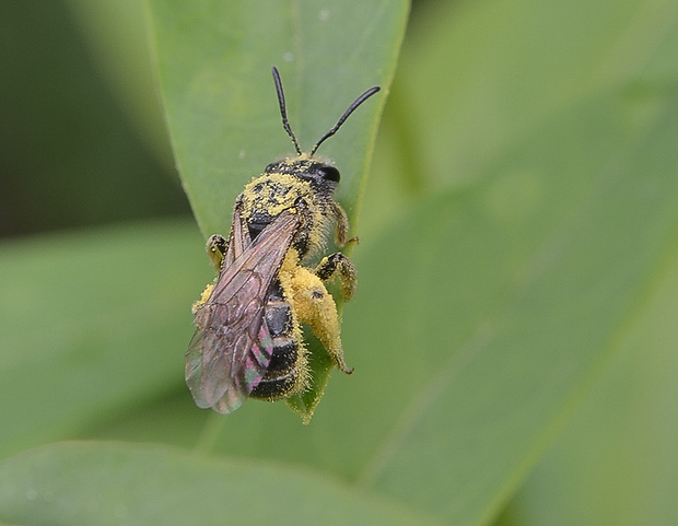 včielka pásikavá Halictus quadricinctus
