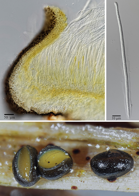 sypavka Lophodermium eriophori (Henn.) P.R. Johnst. & Scheuer