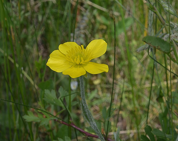 iskerník ilýrsky Ranunculus illyricus L.