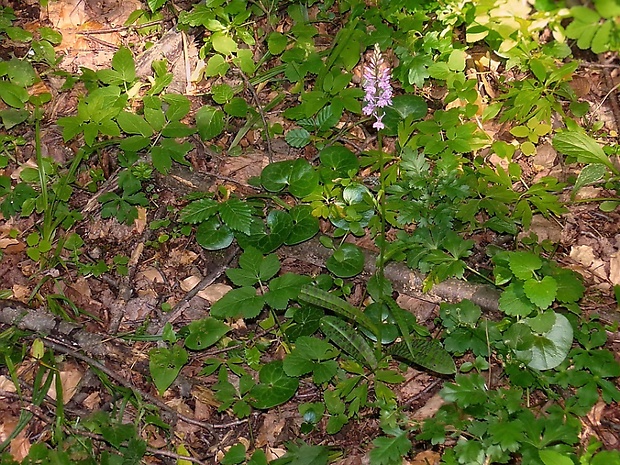 vstavačovec fuchsov pravý Dactylorhiza fuchsii subsp. fuchsii (Druce) Soó