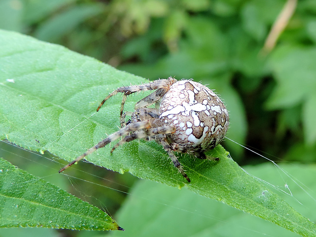 križiak obyčajný / křižák obecný Araneus diadematus Clerck, 1757