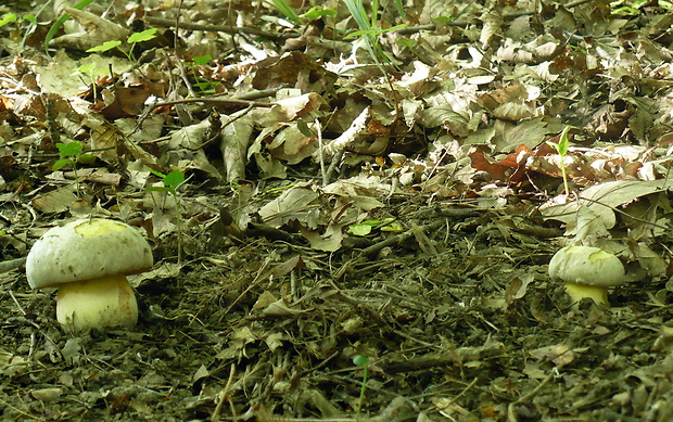 hríb horký Caloboletus radicans (Pers.) Vizzini