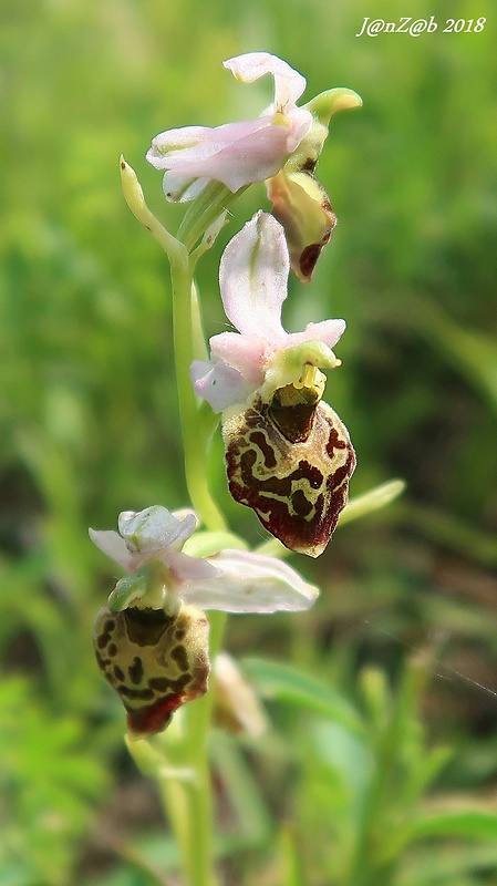 hmyzovník Ophrys sp.