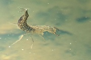 potápnik obrúbený - larva