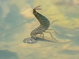 potápnik obrúbený - larva a jej potrava