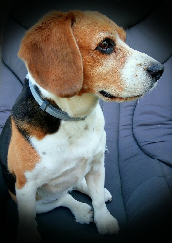 náš miláčik a pomocníčka; domestikovaný vyhľadávač problémov - STELLA  Beagle Tricolor