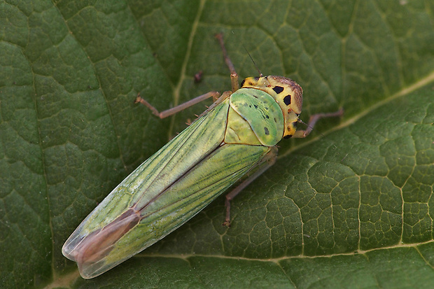 cikádka zelená  Cicadella viridis  Linnaeus, 1758