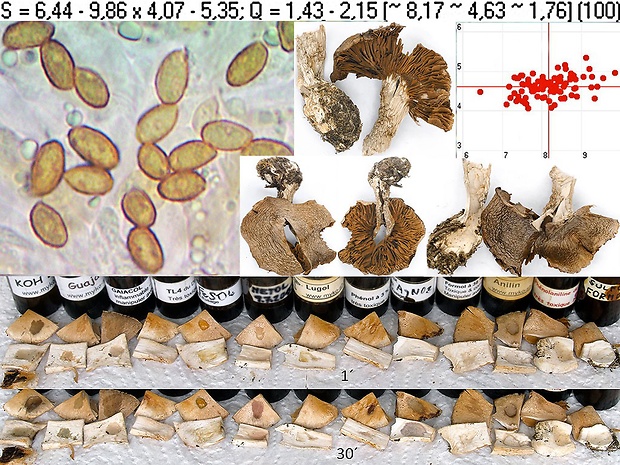 pavučinovec jasnofarebný Cortinarius rex-claricolorum Bidaud, Carteret & Reumaux