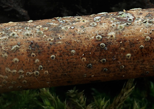 širokoústka buková Lopadostoma turgidum (Pers.) Traverso