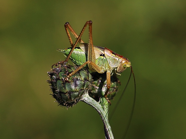kobylka hryzavá Decticus verrucivorus ( Tettigoniidae) samec, nymfa