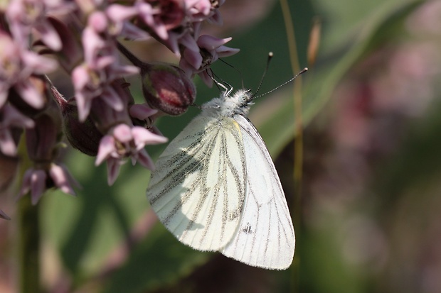 mlynárik repkový Pieris napi
