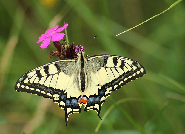 vidlochvost feniklový Papilio machaon Linnaeus 1758