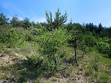mechúrnik stromovitý - biotop
