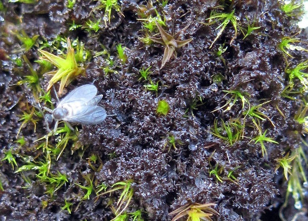 napúchavec lalôčkatý Scytinium lichenoides (L.) Otálora, P.M. Jørg. & Wedin