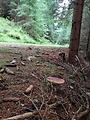 hríb smrekový