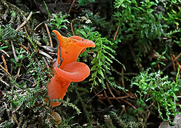 rôsolovec červený Guepinia helvelloides (DC.) Fr.