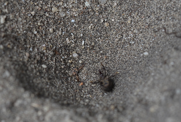 mravcolev čiernobruchý Myrmeleon formicarius