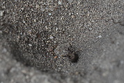 mravcolev čiernobruchý