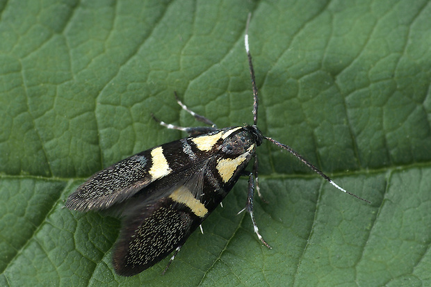 zdobka Olivierova  Esperia oliviella  (Oecophoridae).