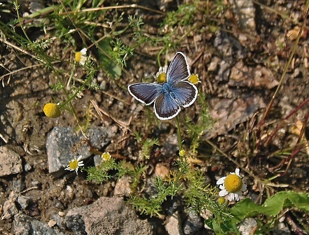 modráčik čiernoobrúbený   /   modrásek černolemý Plebejus argus Linnaeus, 1758