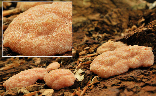 vyschnutý jahodník sasankovitý ? Tubifera ferruginosa (Batsch) J.F. Gmel.