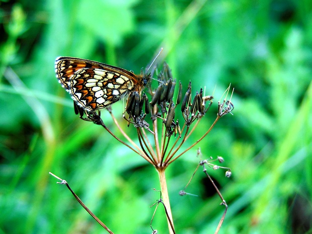 hnedáčik podunajsky  Melitaea britomartis