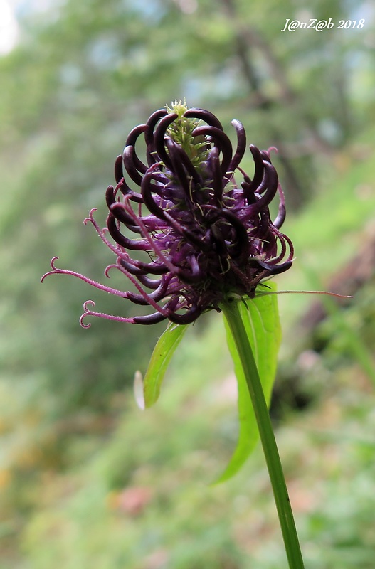 zerva čierna Phyteuma nigrum F. W. Schmidt