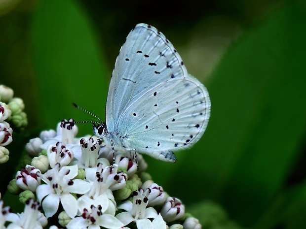 modráčik krušinový (sk) / modrásek krušinový (cz) Celastrina argiolus Linnaeus, 1758